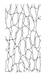 Pleurophascum ovalifolium, upper laminal cells. Drawn from M.J.A. Simpson 8561, CHR 351331.
 Image: R.C. Wagstaff © Landcare Research 2015 